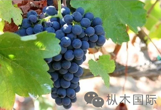 西拉-設(shè)拉子.jpg